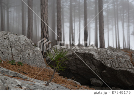 trees in the foggy forest. autumn landscape 87549179