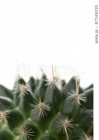 サボテン 多肉植物 植物 87549295