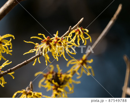 マンサク マンサク 87549788