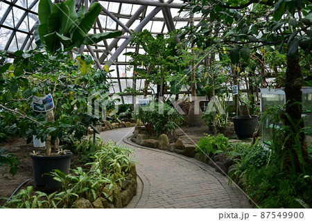 名古屋市東谷山フルーツパークの温室内部 87549900