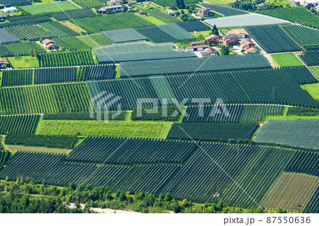 Apple Orchards in Sugana Valley or Valsugana - Trentino Alto Adige Italy Apple Orchards in Sugana Valley or Valsugana - Trentino Alto Adige Italy 87550636
