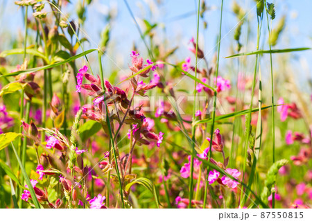 Wild pink flowers on a meadow in summer Wild pink flowers on a meadow in summer 87550815