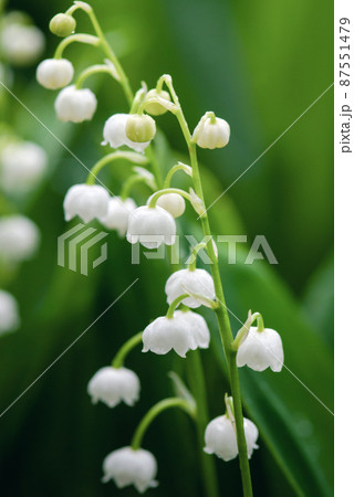 May lilies (Lilies of the valley) flowering in spring, closeup May lilies (Lilies of the valley) flowering in spring, closeup 87551479