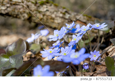 spring blue nobilis flowers in the forest spring blue nobilis flowers in the forest 87551713