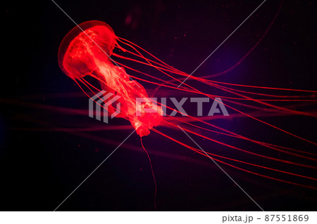 Magical shining jellyfish underwater in the dark. Red jellyfish in the sea. Sanderia malayensis - Amakusa jeryfish 87551869