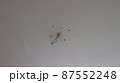 ヨーロッパ　ライト用の配線 87552248