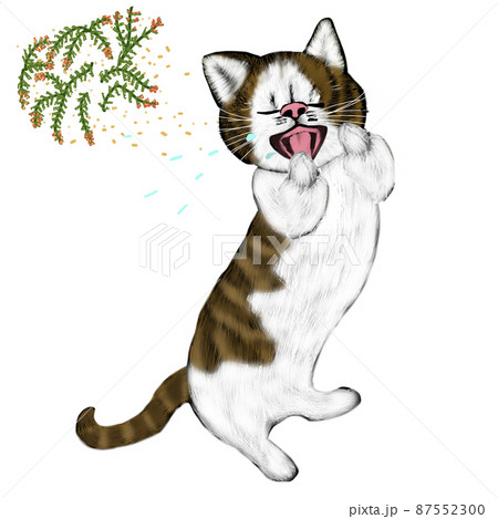 花粉症でくしゃみをする猫 花粉症でくしゃみをする猫 87552300