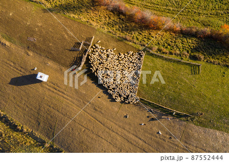 Aerial drone shot of sheep Aerial drone shot of sheep 87552444
