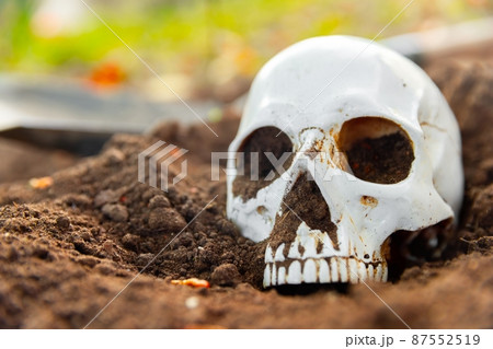 Dead skull on the ground closeup photo 87552519