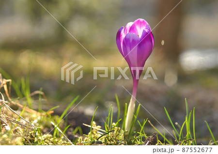 Spring flowering bulbs of purple Crocus flower Spring flowering bulbs of purple Crocus flower 87552677