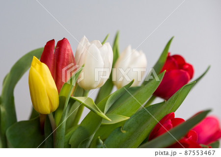 Fresh spring tulips on a white background, copy space 87553467