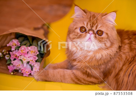 Funny fat Red Persian cat with a bouquet of bright pink tulips. Greeting card 87553508