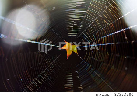 interference or refraction of sunlight in a spider web with an orange maple leaf in the middle interference or refraction of sunlight in a spider web with an orange maple leaf in the middle 87553580