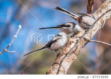 Two European long-tailed tits, latin name Aegithalos caudatus. Two birds sitting on a branch in a deciduous forest. 87553699