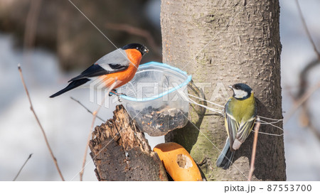 The bullfinch, common bullfinch or Eurasian bullfinch, lat. Pyrrhula pyrrhula, sitting on the bird feeder. Bullfinchs eat seeds from the feeder. 87553700