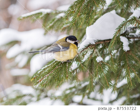 Cute bird Great tit, songbird sitting on the fir branch with snow in winter 87553722
