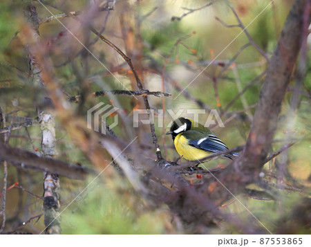 Garden bird Great tit, songbird sitting on the branch with winter background. little bird in nature forest habitat. Wildlife scene from nature. Garden bird Great tit, songbird sitting on the branch with winter background. little bird in nature forest habitat. Wildlife scene from nature. 87553865