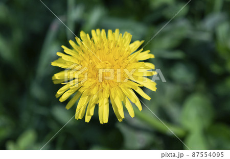 Spring background of yellow dandelion meadow Spring background of yellow dandelion meadow 87554095