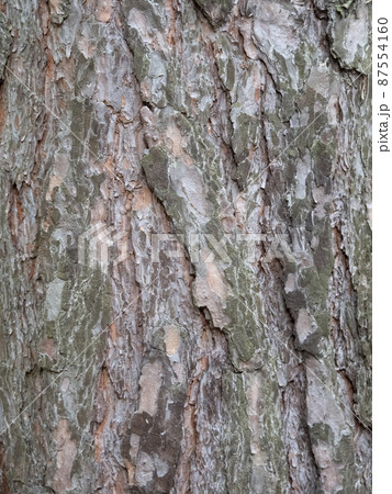 The bark of pine tree, background. 87554160