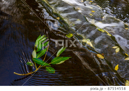 Fallen leaves in streams of water 87554558