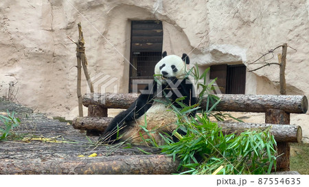 Panda eat juicy bamboo branches for lunch 87554635