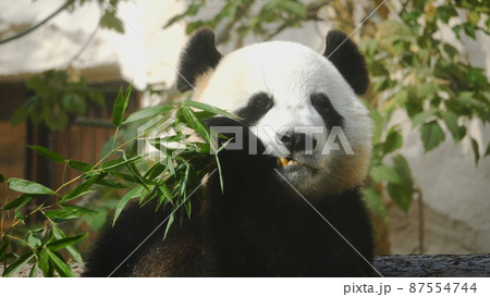 Panda eat juicy bamboo branches for lunch 87554744