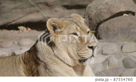 Portrait lioness basking in the warm sun after dinner Portrait lioness basking in the warm sun after dinner 87554760