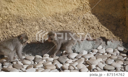 Portrait of a japanese macaque (snow monkey) Portrait of a japanese macaque (snow monkey) 87554762