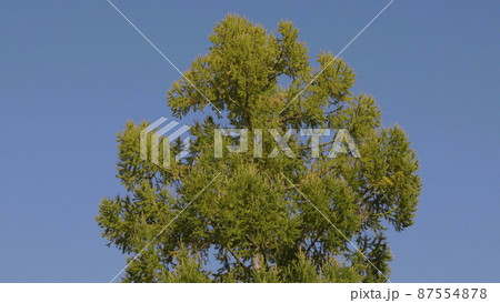 Autumn leaves fall in the forest, natural landscape 87554878