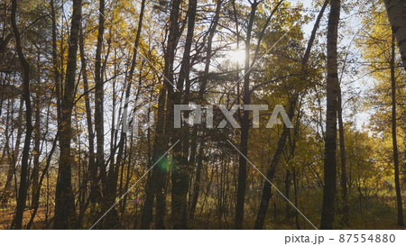 Autumn leaves fall in the forest, natural landscape Autumn leaves fall in the forest, natural landscape 87554880