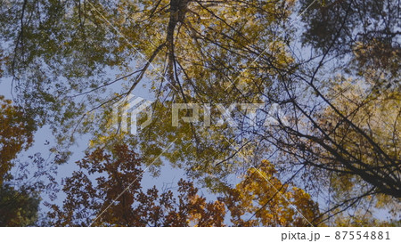 Autumn leaves fall in the forest, natural landscape 87554881