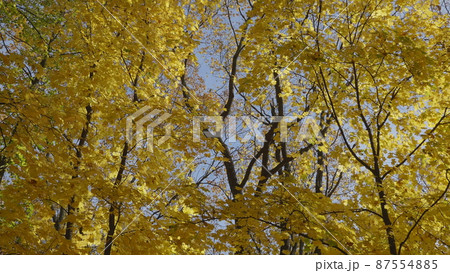 Autumn leaves fall in the forest, natural landscape Autumn leaves fall in the forest, natural landscape 87554885