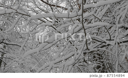 Winter forest during a snowfall, slow motion Winter forest during a snowfall, slow motion 87554894
