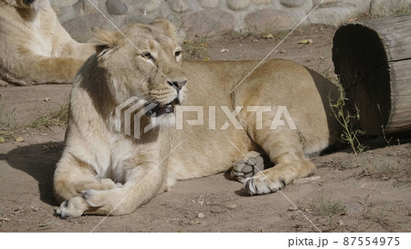 Portrait lioness basking in the warm sun after dinner Portrait lioness basking in the warm sun after dinner 87554975