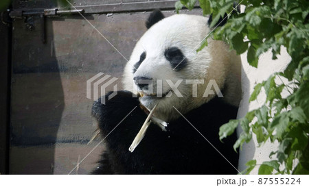 Panda eat juicy bamboo branches for lunch 87555224