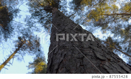 Autumn leaves fall in the forest, natural landscape Autumn leaves fall in the forest, natural landscape 87555428