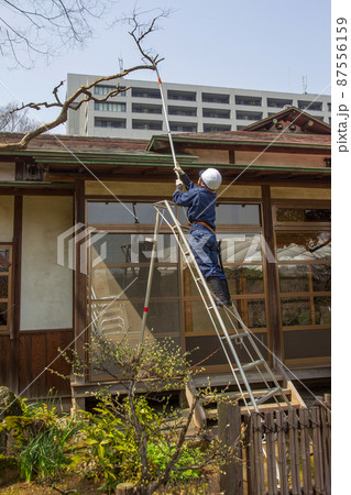 japanese worker sawing a dry bough japanese worker sawing a dry bough 87556159
