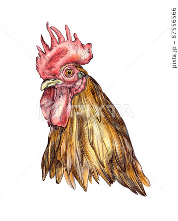 Cockerel head ink drawing 87556566