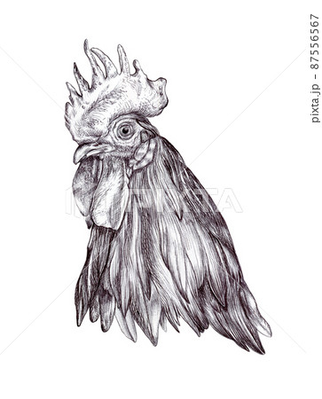Cockerel head ink drawing 87556567