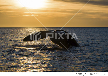 Whale tail in Peninsula Valdes,, Patagonia, Argentina Whale tail in Peninsula Valdes,, Patagonia, Argentina 87556895
