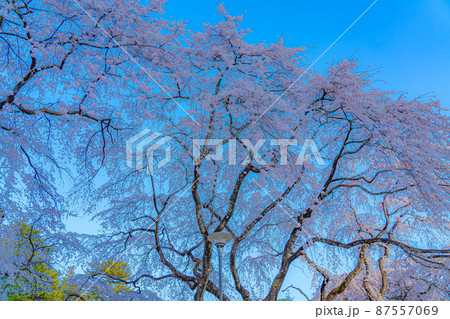 榴岡公園 桜と青空(宮城県仙台市) 榴岡公園 桜と青空(宮城県仙台市) 87557069