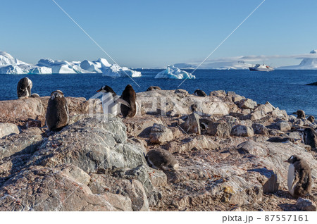 Gentoo penguins standing on the rocks and cruise ship in the background at Cuverville Island, Antarctica 87557161
