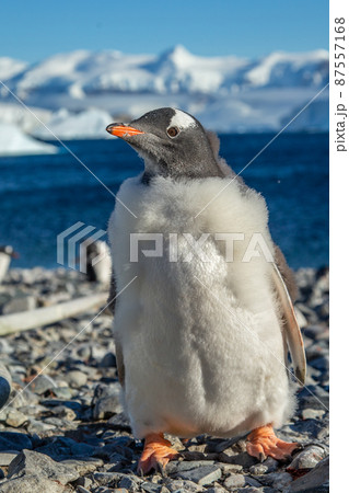 Gentoo penguin chick standing on the coastline with sea and mountains in the background, Cuverville Island, Antarctica 87557168