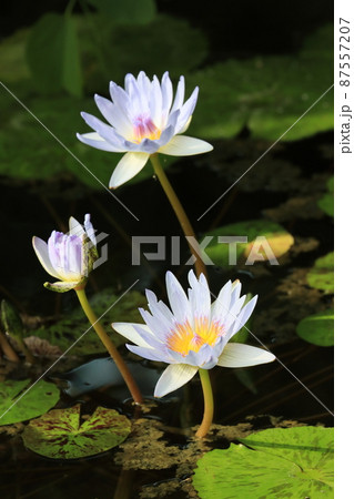 睡蓮 池に浮かぶ睡蓮の花 睡蓮 池に浮かぶ睡蓮の花 87557207