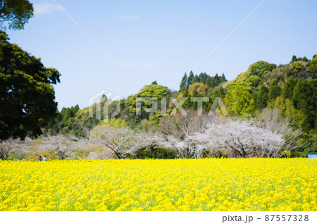 満開の菜の花畑と桜　鹿児島市都市農業センター 87557328
