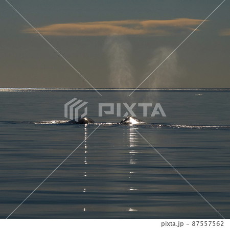 whale breathing, Peninsula Valdes,, Patagonia, Argentina 87557562
