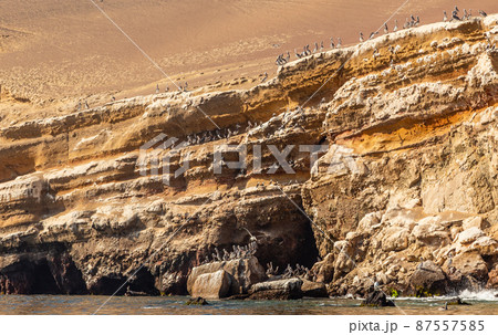 Pelican colony on the rock at Parakas national reserve, Peru, South America Pelican colony on the rock at Parakas national reserve, Peru, South America 87557585
