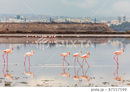 Pink flamingos walking along the coast, Larnaca salt lake, Cyprus Pink flamingos walking along the coast, Larnaca salt lake, Cyprus 87557599