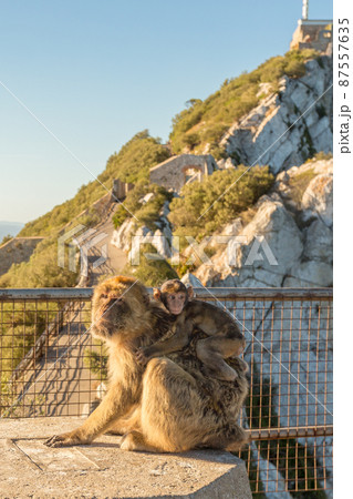 Magot monkey bearing baby at the Rock of Gibraltar 87557635