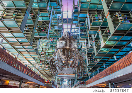 SFの世界？　バスコンセロス図書館 87557847